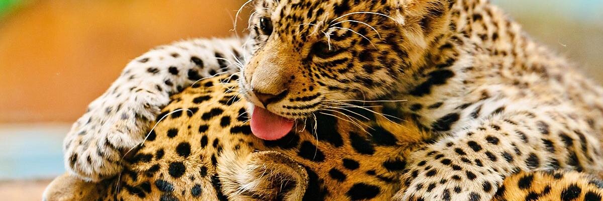 Кулешов Влад banner