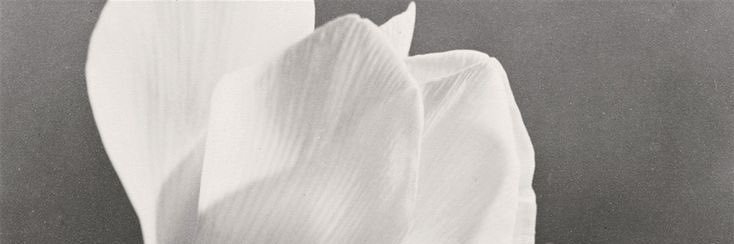 natsvalle's profile banner image