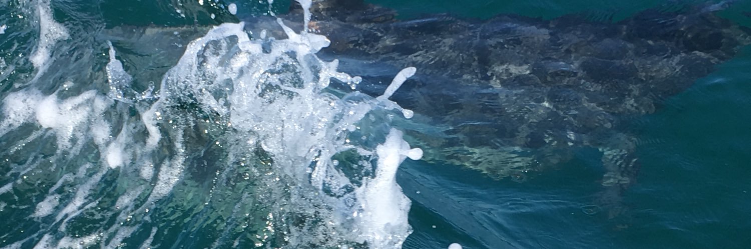 MMazzame's profile banner image
