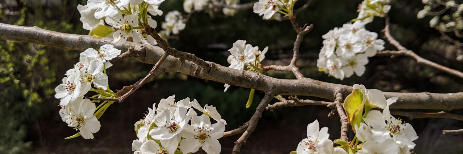 reallyrealrach's profile banner image