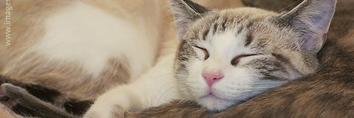 Central Texas SPCA banner