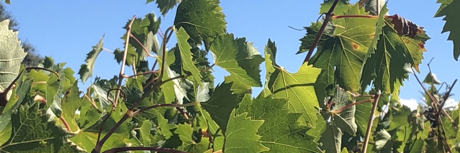 SlowElkVineyard's profile banner image