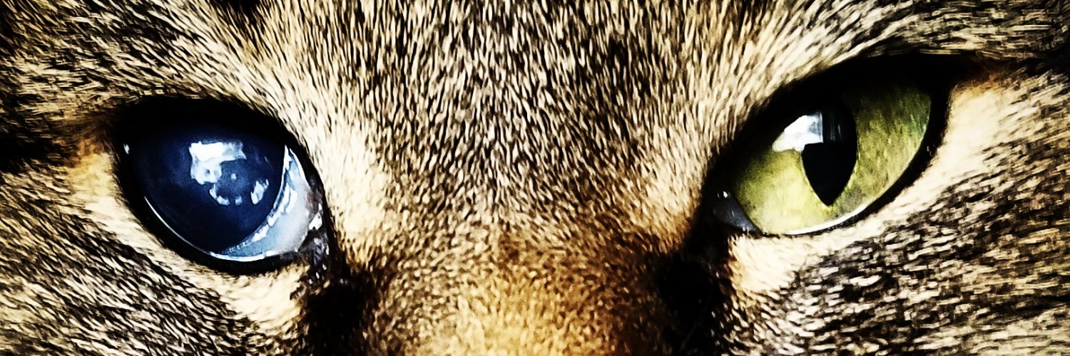 KellyLoverud's profile banner image