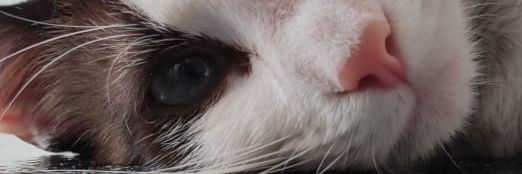 julsarriolaska's profile banner image