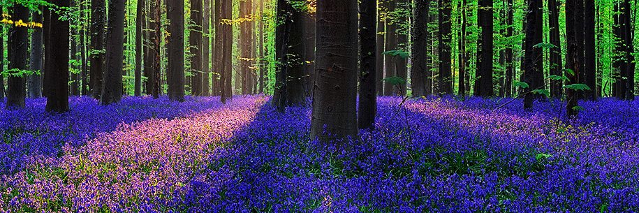 Fumi Hoshino 🍀 星野文則 banner