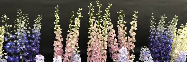 vic_haz Profile Banner