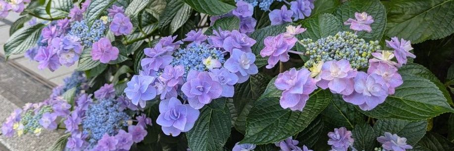 *ﾏｼｭﾏﾛ*🍀🌺🍀's banner