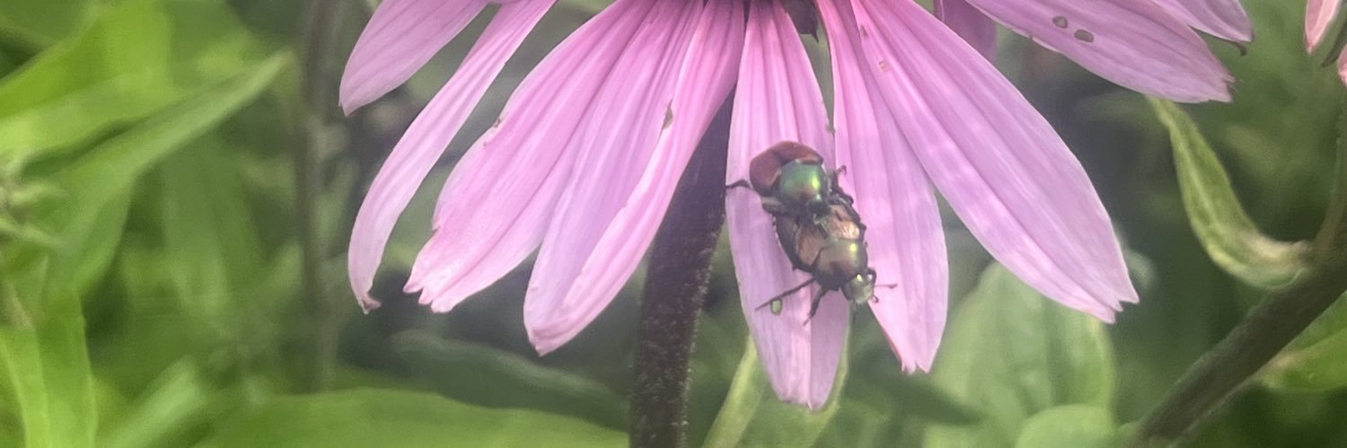 Jess 🏳️‍⚧️☘️🇵🇸 banner