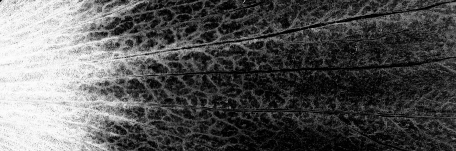 ____linnea's profile banner image
