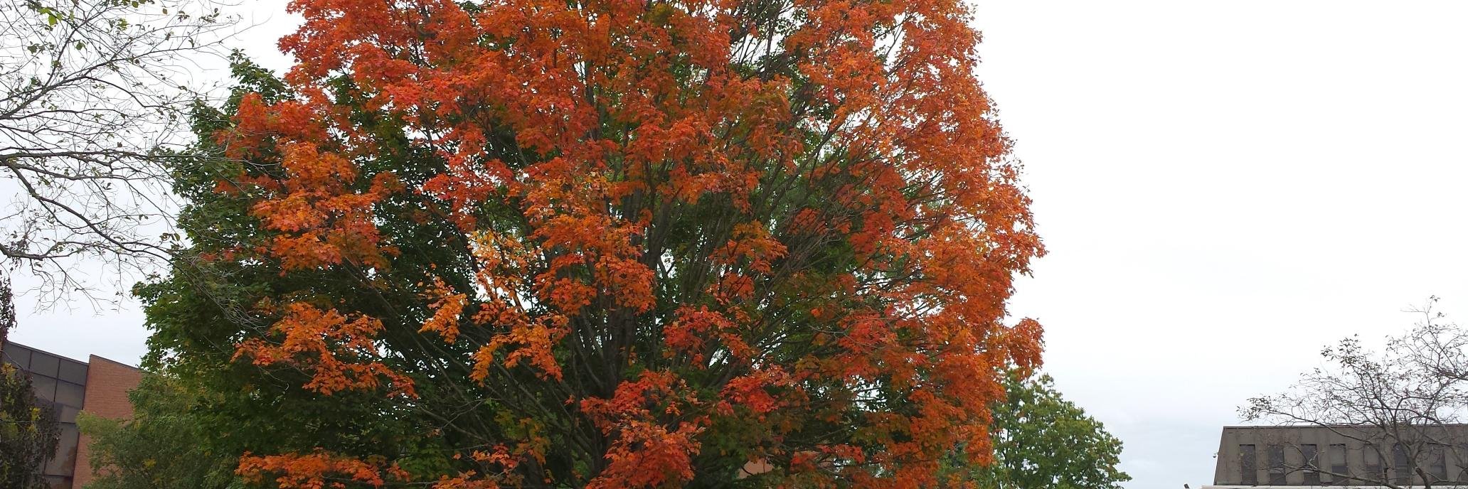 Judith Baumel banner