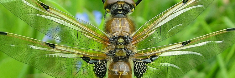 abbeyleixbog's profile banner image