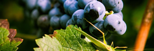 VigneronsCoop Profile Banner