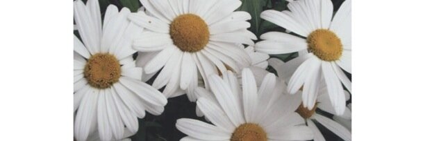 _You_Are_His's profile banner image