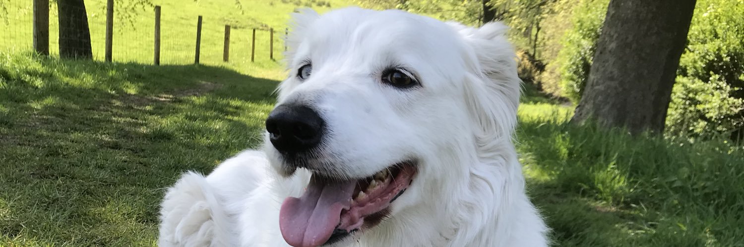 SasTaylorJones's profile banner image