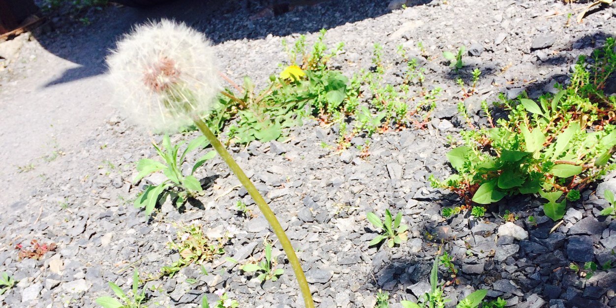 ソフィーの部屋 banner