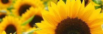 MariaRogan1's profile banner image