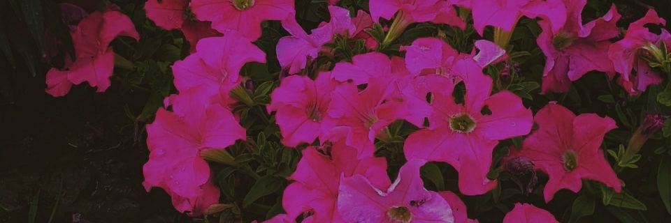 fireproofjanine's profile banner image