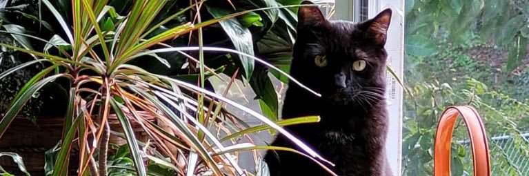 IceMoon92's profile banner image