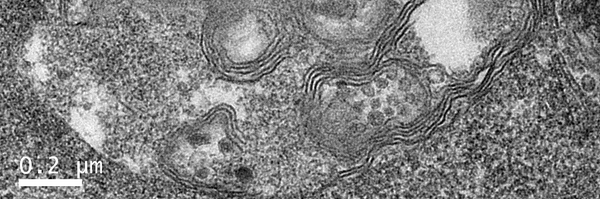 Mad_PhD Profile Banner