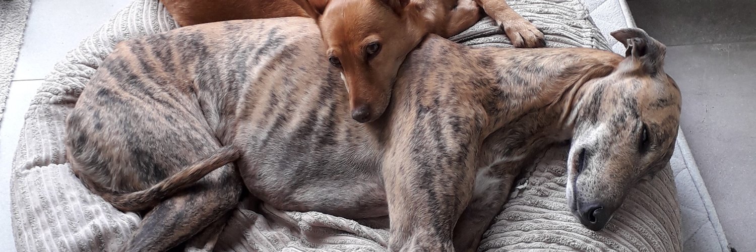 Lurcher Liz - Loathe the far right & populism. banner
