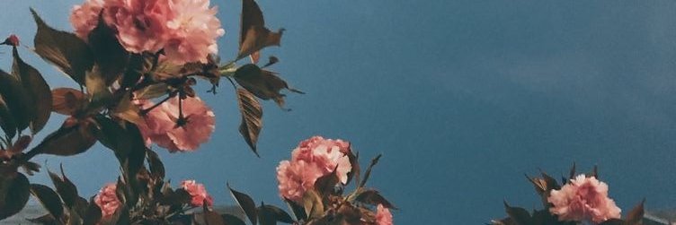 rochiarca's profile banner image