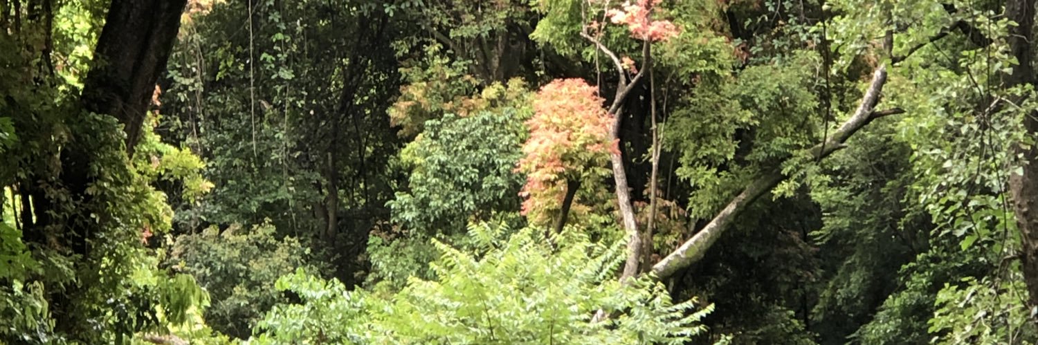 Lulit Yonas Mengesha banner