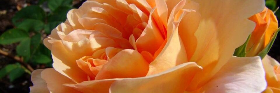 donnastjohn's profile banner image