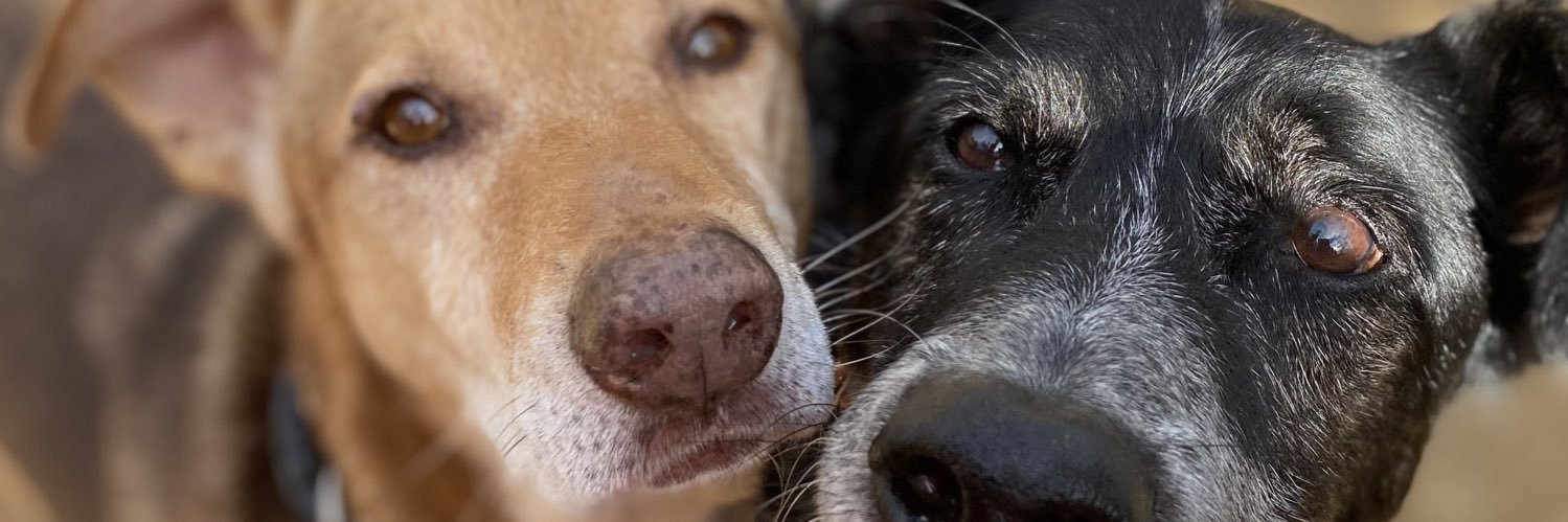 Laia Martínez banner