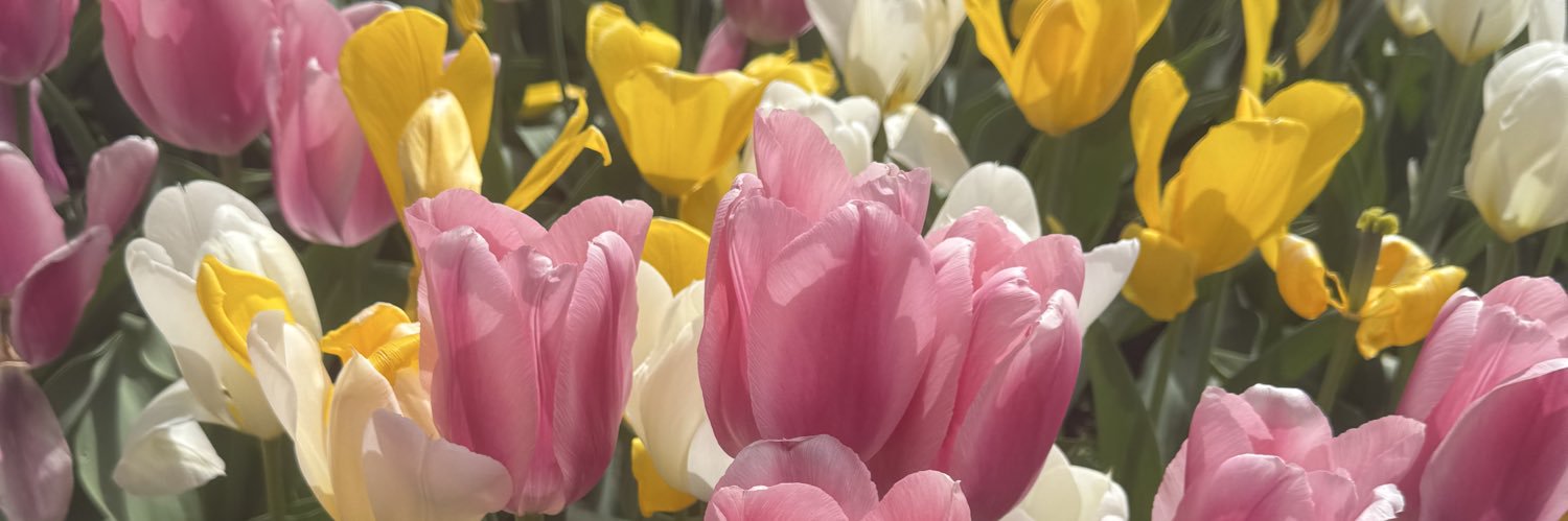 Alison Seberger banner