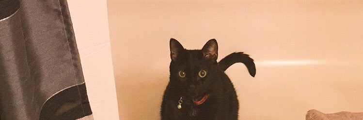 CatFury88's profile banner image