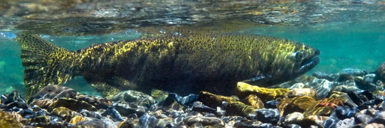 USFWSColeman's profile banner image