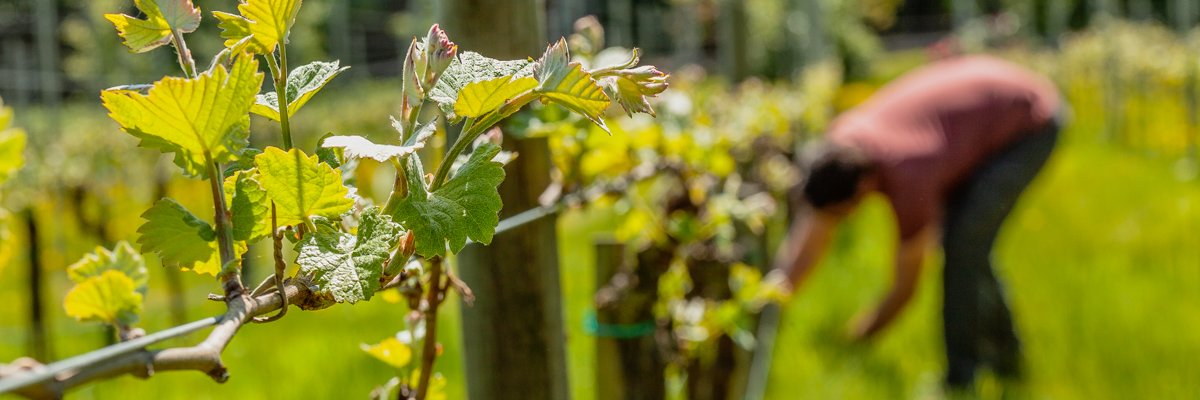 PlumptonWine's profile banner image