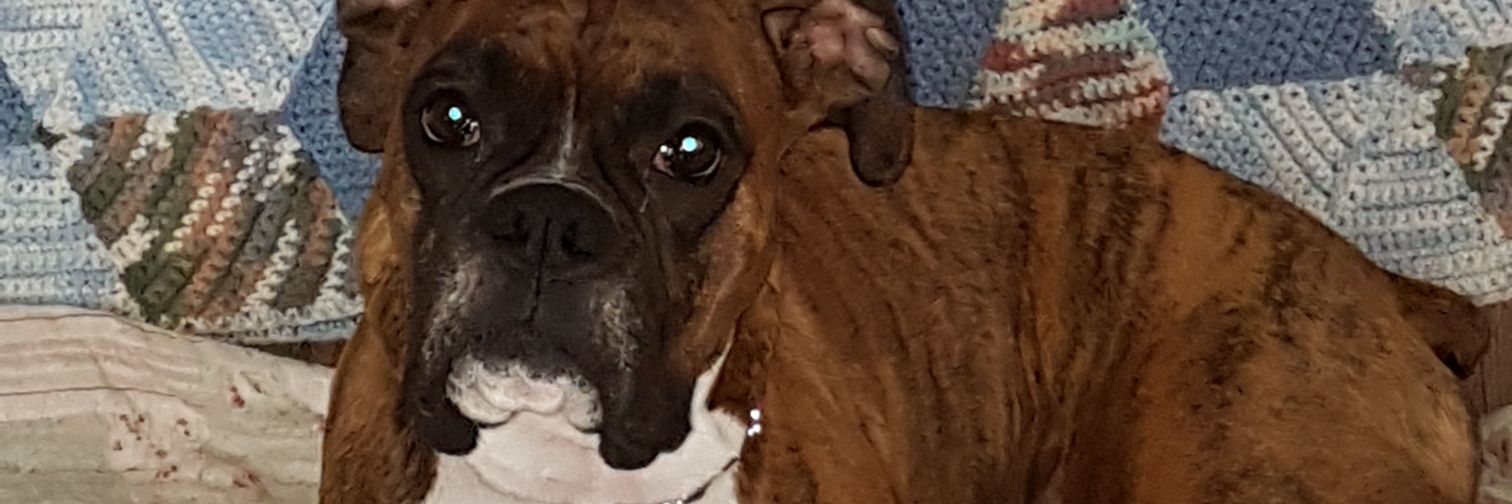 bridgetmq's profile banner image