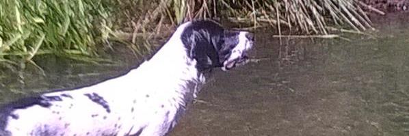 shags1972's profile banner image