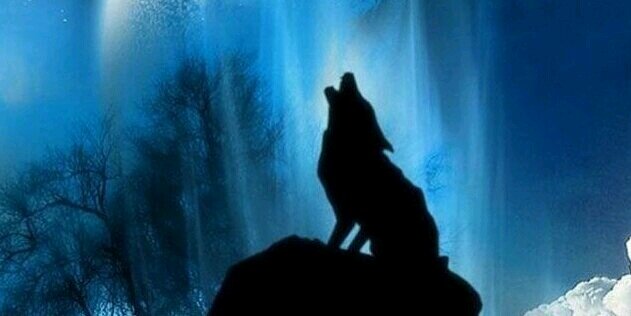 wattiki_'s profile banner image