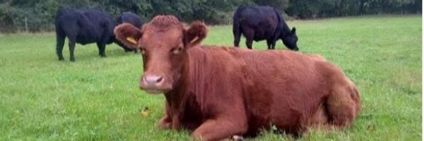 FarmingWomen Profile Banner