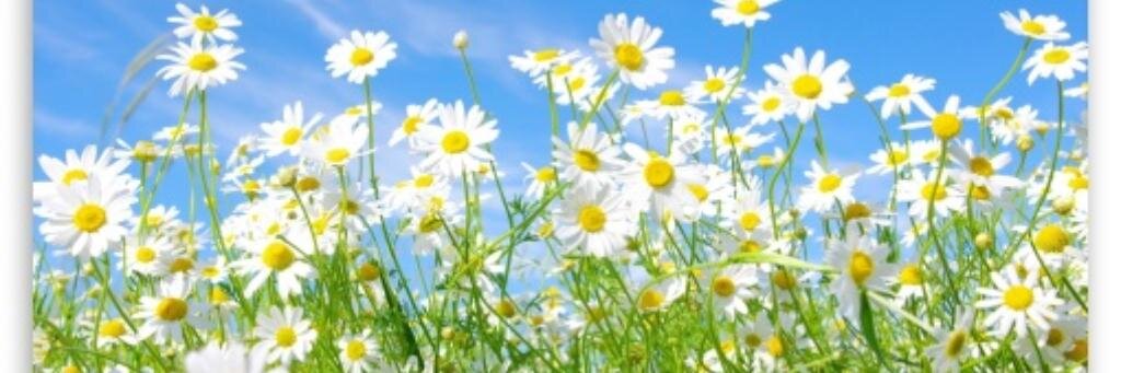 Mrs_Cully's profile banner image