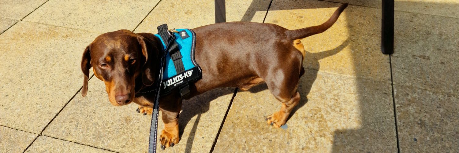 jerry sanders banner