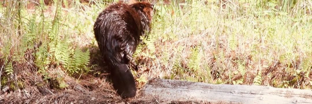 CreativeTweets banner