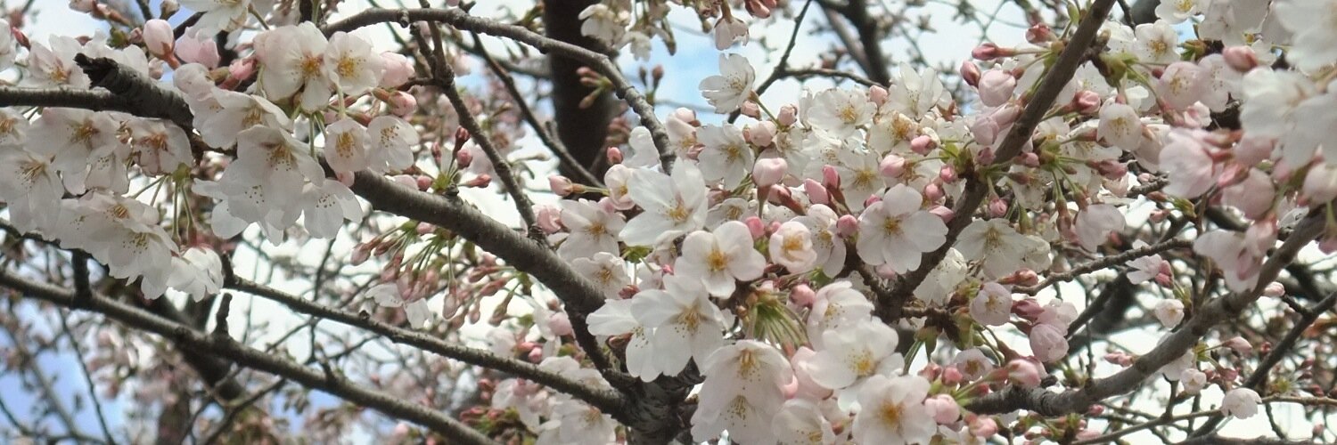 naguujapanbot's profile banner image