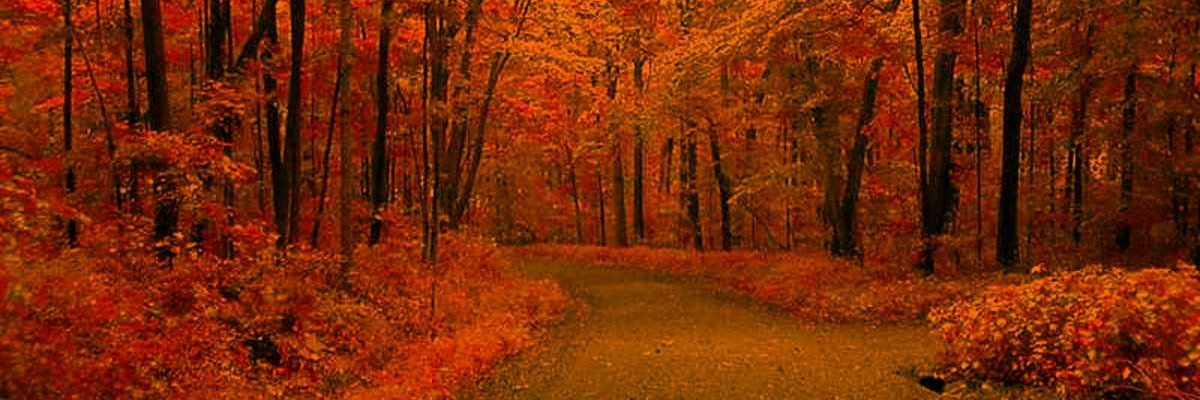 hello_with_bee's profile banner image