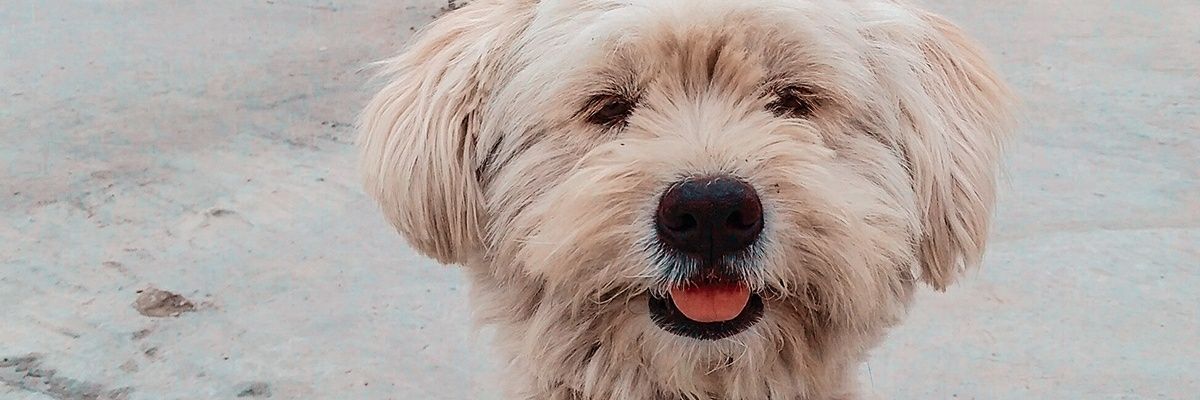 KittyLoOve's profile banner image