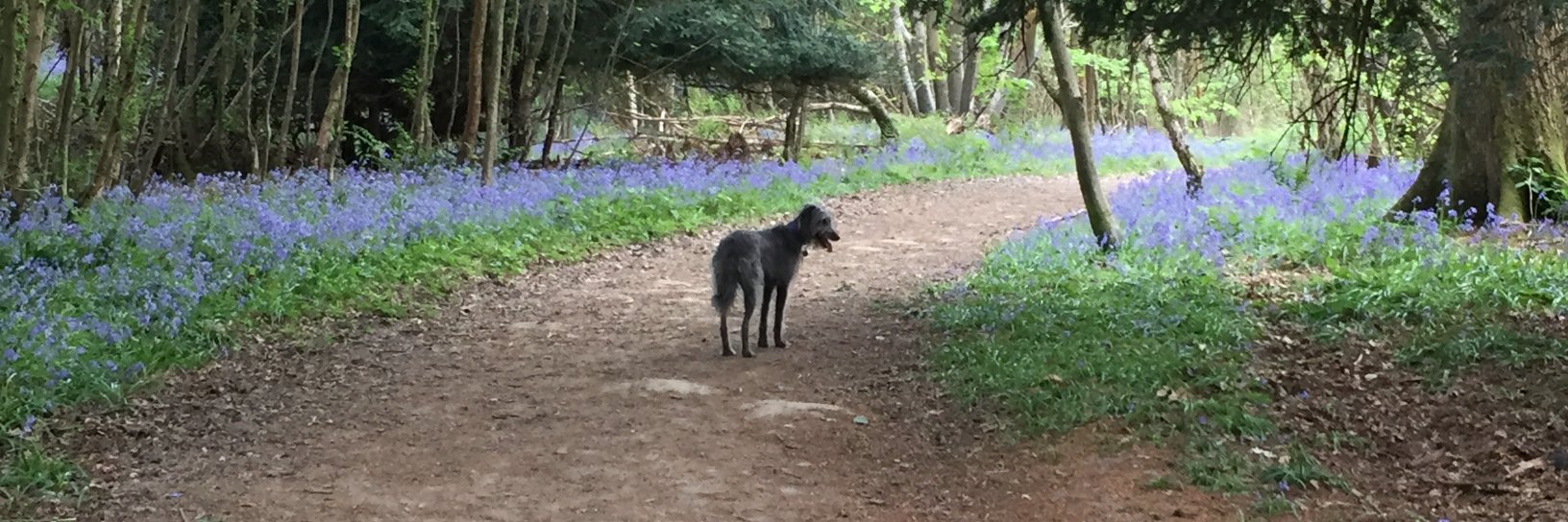 Steven Bettles banner