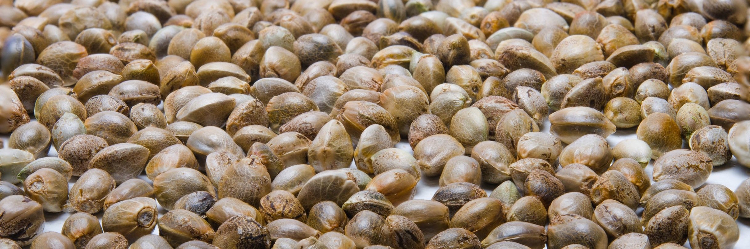 Dready Seeds banner
