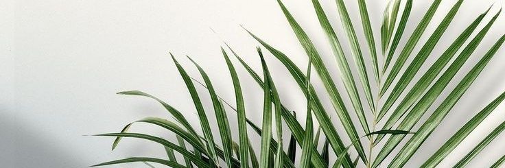 mayrafaz's profile banner image