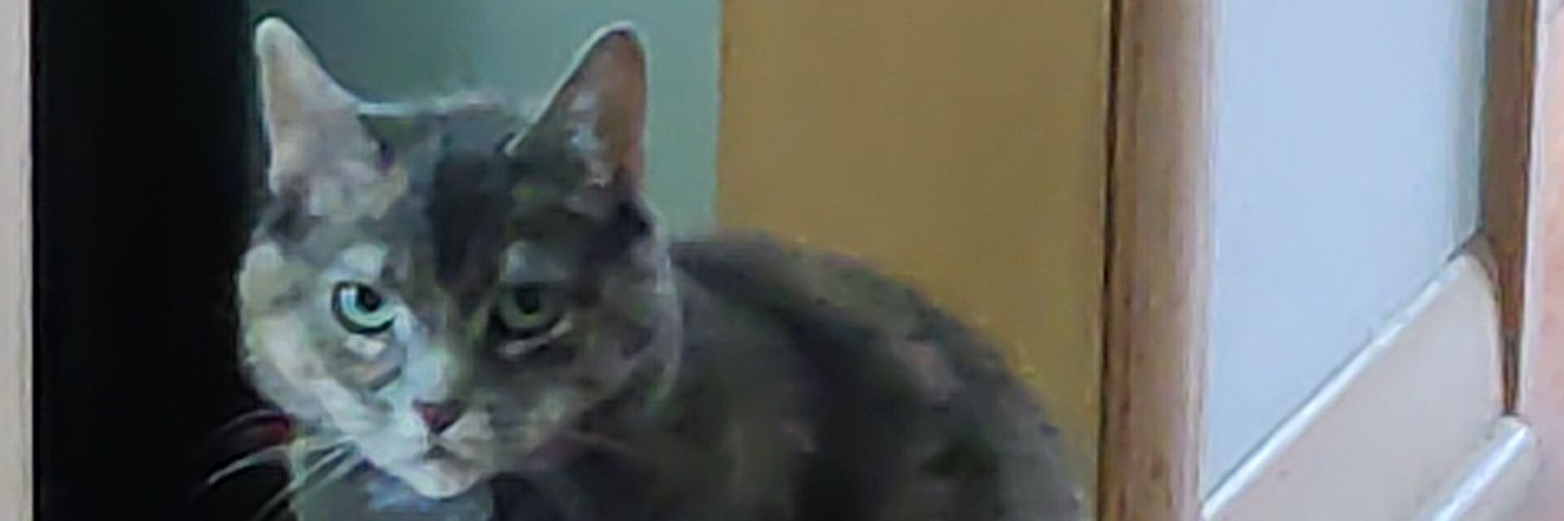 DaRealZakZkow's profile banner image