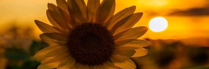 Alexandrayan28's profile banner image