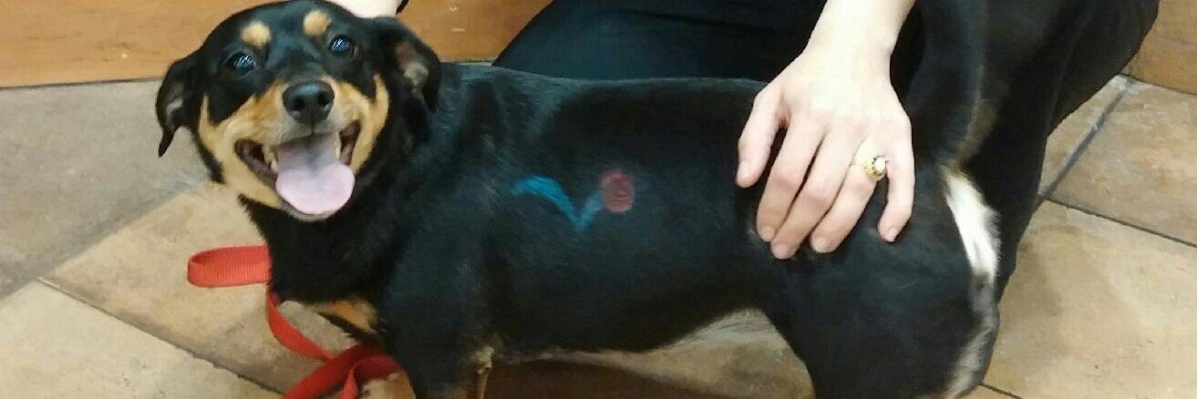 PetSmart 0190 Hurst banner