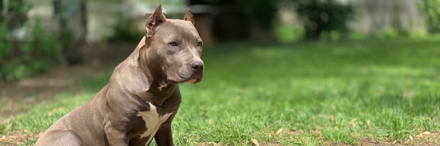 Tha Dawg Father banner