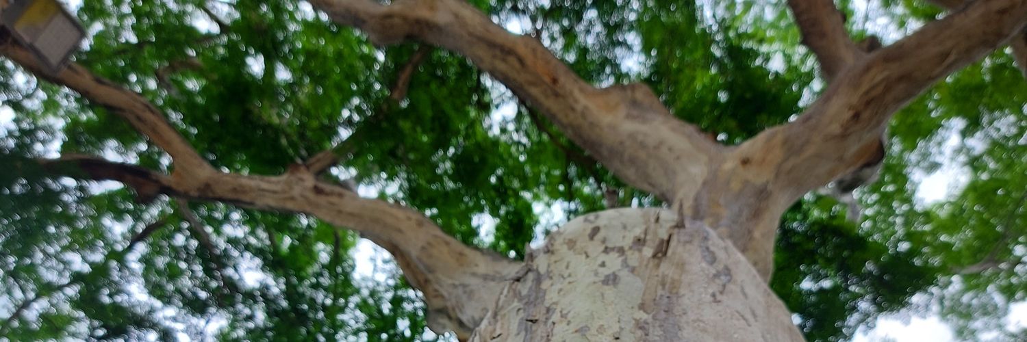 lidicemm's profile banner image